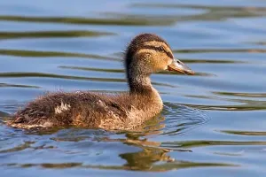 Mallard Duck Baby on water surface, Ducklings Swimming