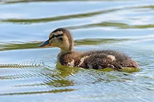 Swims Prints: Mallard Duck Baby on water surface, Ducklings Swimming