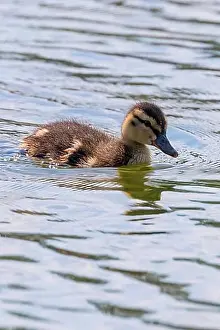 Swims Prints: Mallard Duck Baby on water surface, Ducklings Swimming