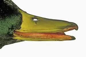 Bill Prints: Mallard, Wild duck (Anas platyrhynchos) close-up of beak, bill showing lamellae