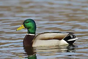 Adult Male Prints: Mallard, Wild Duck (Anas platyrhynchos) male, drake swimming in lake