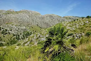 Denkmal Prints: Mallorquinische Zwergpalme Mallorcan dwarf palm