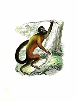 Drawn Prints: Mammals, Pithecia israelita, red-backed bearded saki (Chiropotes chiropotes)