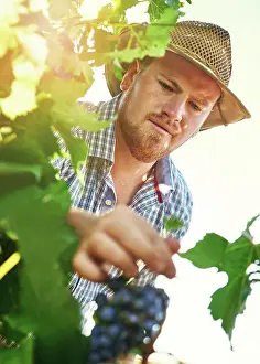 Viticulture Prints: Man, farming and agriculture with harvesting grapes in season for wine making