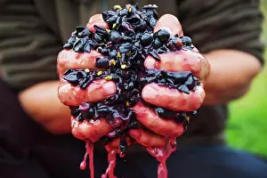 1 Person Prints: A man with a handful of fresh crushed red grapes