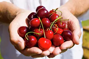 Model Release Prints: Man Holding Cherries