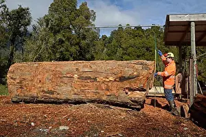 Measuring Prints: Man measures a large red pine log before cutting it up with a portable sawmill