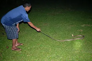 Chordate Prints: Man (model released) holding tail of King Cobra (Ophiophagus hannah)