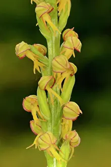 Wildflowers Prints: Man Orchid (Orchis anthropophora) close-up of flowerspike, Kent, England, June