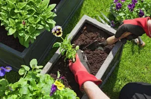 Growing Prints: Man planting pansies in a trough