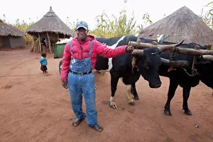 Contact Prints: A Man Standing With 2 Oxen Yoked Together, Manica, Mozambique, Africa