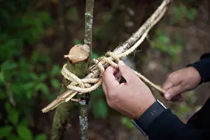 Rope Prints: Man ties sticks together with twine to make tree fort