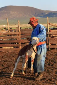 Calf Prints: Man in traditional clothing (blue deel) handles calf in pen