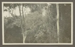 Man in tropical clothing on a mountain slope