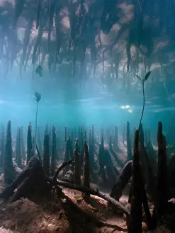 Threatened Prints: Mangrove Roots