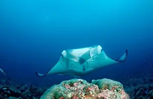 Giant Prints: Manta at cleaning station, Manta Birostris, Maldives, Indian Ocean, Meemu Atoll