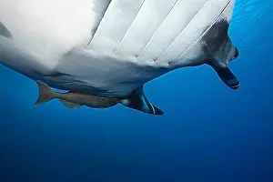 Sea Animal Prints: Manta, Manta birostris, Socorro, Revillagigedo Islands, Mexico, Central America
