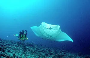 Model Release Prints: Manta ray and scuba diver, Manta birostris, Maldives Island, Indian Ocean, Ari Atol