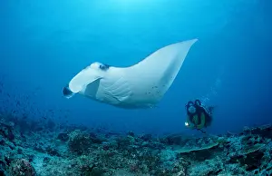Scuba Diver Prints: Manta ray and scuba diver Manta birostris