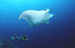 Scuba Diver Prints: Manta ray and scuba diver Manta birostris