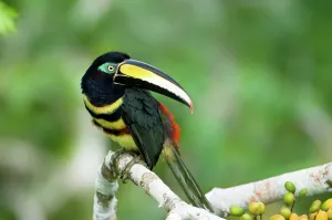 Amazonia Prints: Many-Banded aracari (Pteroglossus pluricinctus) perching on a branch