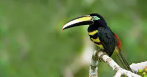Amazonia Prints: Many-Banded aracari (Pteroglossus pluricinctus) perching on a branch