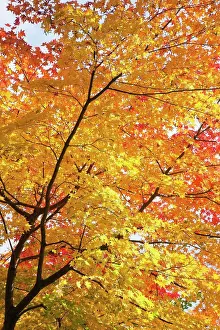 Maple leaves on a tree, Adashino-Nenbutsu-ji Temple, Arashiyama, Kyoto Prefecture, Kinki Region, Honshu, Japan