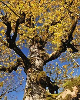 Radius Images Prints: Maple Tree in Autumn, Grosser Ahornboden, Karwendel, Eng, Tyrol, Austria