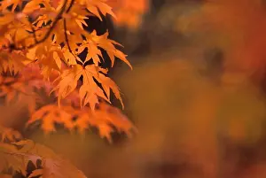 Leave Prints: MAPLE TREE IN FALL