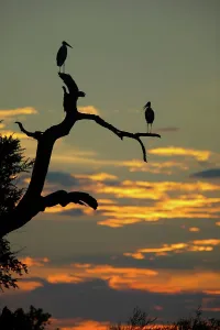 Get Away From It All Prints: Marabou Stork (Leptopilos crumeniferns) in dead tree at sunset