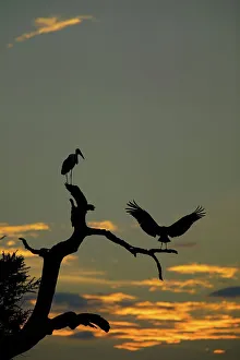 Get Away From It All Prints: Marabou Stork (Leptopilos crumeniferns) in dead tree at sunset