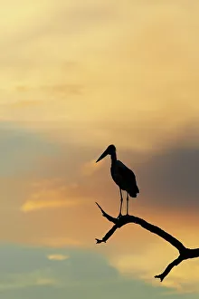 Get Away From It All Prints: Marabou Stork (Leptopilos crumeniferns) in dead tree at sunset