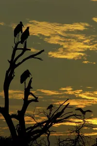 African Photograph Prints: Marabou Stork (Leptopilos crumeniferns) in dead tree at sunset