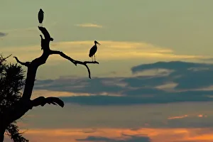 African Photograph Prints: Marabou Stork (Leptopilos crumeniferns) in dead tree at sunset