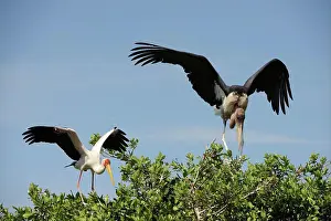 Swamp Prints: Marabou Stork (Leptoptilos crumeniferus) and Yellow-billed Stork (Mycteria ibis) adults