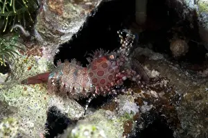 Australasia Prints: Marbled Shrimp (Saron marmoratus) adult