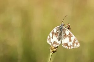 Butter Fly Prints: Marbled White Butterfly. (Melanargia galathea) Wings displayed grass stalk dew drops