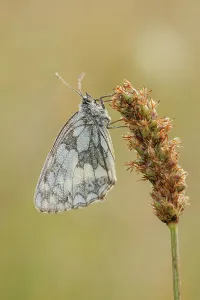 Butter Fly Prints: Marbled White Butterfly. (Melanargia galathea)Folded wing grass stalk dew drops