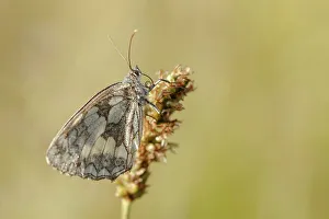 Butter Fly Prints: Marbled White Butterfly. (Melanargia galathea)Folded wing grass stalk dew drops