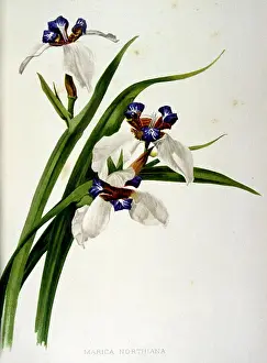 Marcia Northiana, Neomarica (walking iris)
