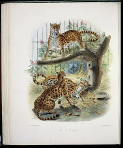 Stump Prints: The Margay (Felis Tigrina) 1883 Daniel Giraud Elliot (1835-1915 American) Monograph Academy of Natural Sciences
