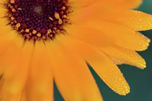 Drug Prints: Marigold flower, Calendula officinalis, dew drops, close-up