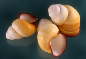 Terrestrial Prints: marinduque helicostyla snail shells helicostyla marinduquensis tree snail found on marinduque island