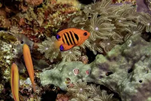 Gorgeous Prints: Marine Angelfish (pomacanthidae) swimming in a coral reef; Federated States of Micronesia