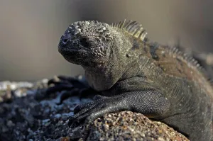 Ecuador Prints: Marine Iguana warming itself at sun Galapagos
