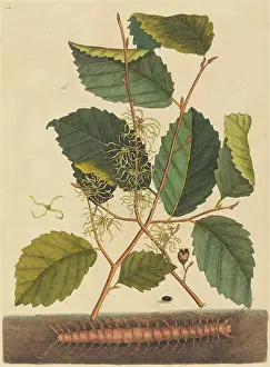 Mark Prints: Mark Catesby, Centipede (Scolopendra morsitans)