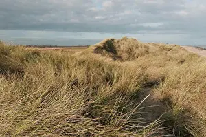 Maritime Prints: Marram Grass (Ammophila arenaria) growing on coastal sand dune habitat