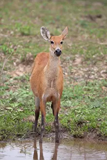 Brazil Prints: Marsh Deer (Blastocerus dichotomus) adult female