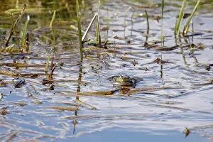 Shining Prints: Marsh Frog at Rainham Marshes