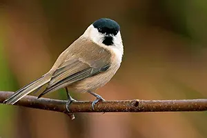 Adult Animal Prints: Marsh Tit, marsh tits (Parus palustris)